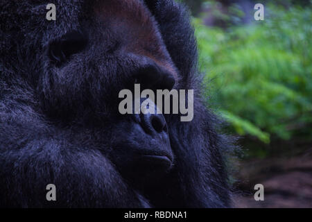 Un bel ritratto di una premurosa Western pianura gorilla di graffiare la sua testa Foto Stock