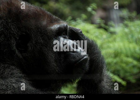 Un bel ritratto di una premurosa Western pianura gorilla di graffiare la sua testa Foto Stock