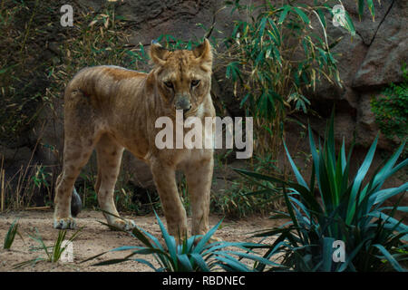Una bellissima femmina (lion Panthera leo) in piedi nella foresta e guardando la telecamera Foto Stock