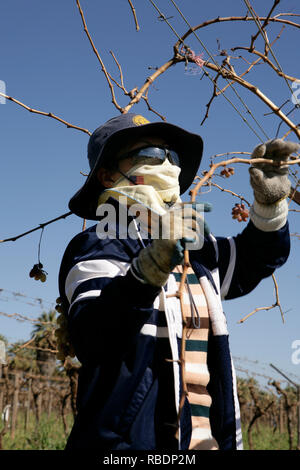 Il vietnamita le donne che lavorano come operai agricoli su un australiano uva da tavola vigna sono coperte dalla testa ai piedi Foto Stock