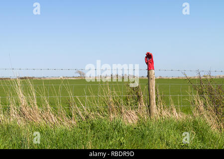 Un unico rosso guanti da giardinaggio in cima ad un palo di legno sul lato strada vicino a Swanage nel Dorset Foto Stock