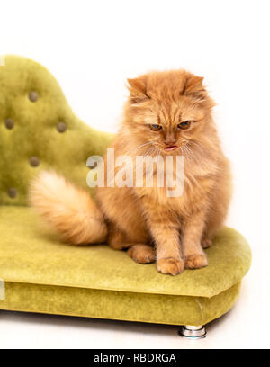 Rosso gatto divertente in cofa isolati su sfondo bianco Foto Stock