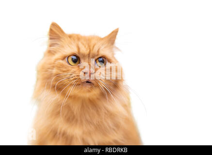 Rosso gatto divertente in cofa isolati su sfondo bianco Foto Stock