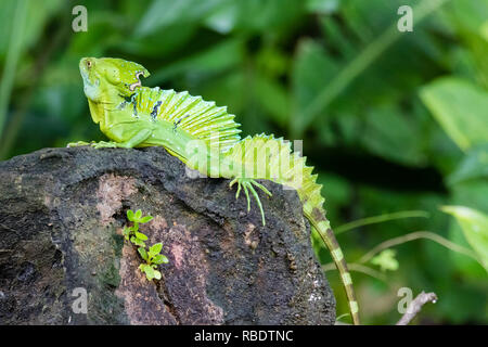 Emerald basilisco, Parco Nazionale di Tortuguero, Costa Rica Foto Stock