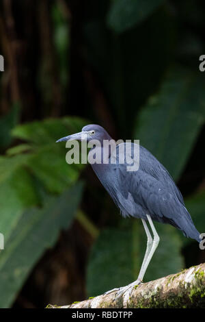 Piccolo airone cenerino, Parco Nazionale di Tortuguero, Costa Rica Foto Stock