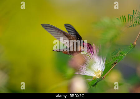 Ruby Topaz hummingbird avanzamento sul Calliandra fiori (fiori powderpuff). Foto Stock