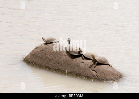 Il gruppo di quattro seghettato Terrapins incernierato seduto su una roccia e crogiolarsi al sole in un foro di irrigazione nel Parco di Kruger, Sud Africa Foto Stock