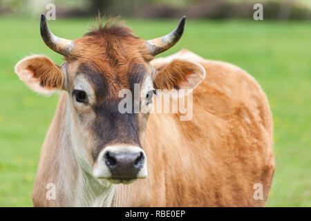 Sano giovane svizzero Marrone bull in un pascolo Foto Stock