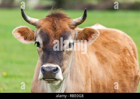 Sano giovane svizzero Marrone bull in un pascolo Foto Stock