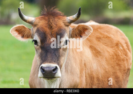 Sano giovane svizzero Marrone bull in un pascolo Foto Stock