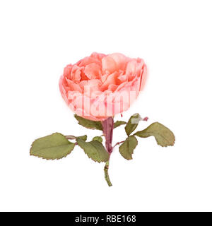 Coral Rose Inglesi isolato dolce per il giorno di San Valentino Foto Stock