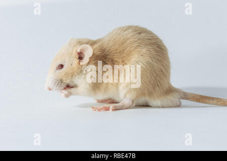Laboratorio di bianco di topo di ratto con occhi rossi isolato su sfondo bianco Foto Stock