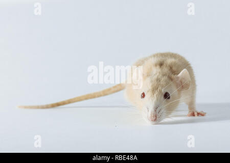 Laboratorio di bianco di topo di ratto con occhi rossi isolato su sfondo bianco Foto Stock