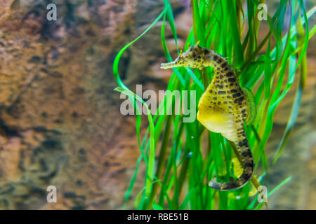 Grande pancia sea horse in macro closeup, colore giallo con macchie nere, pesci tropicali dall'oceano australiano Foto Stock