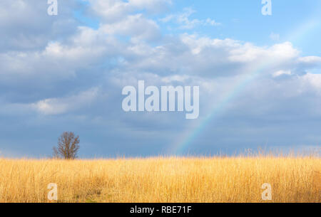 Rainbow su un campo di grano in tarda giornata sole Foto Stock