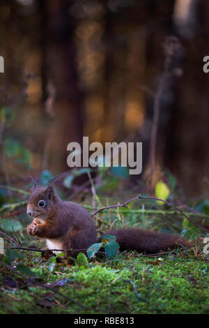 Scoiattolo rosso presso il National Trust site, Formby punto, Merseyside. Foto Stock