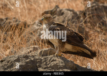 L'uccello è in piedi su una pietra. L'Aquila del Bonelli / Aquila fasciata Foto Stock
