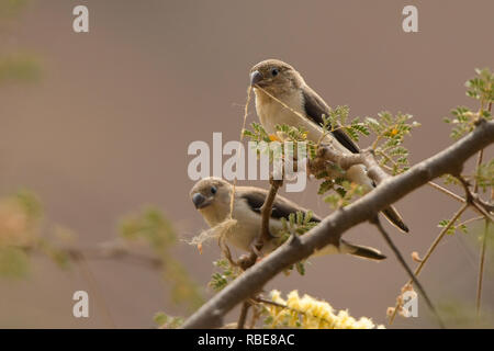 African Silverbill / Euodice cantans Foto Stock