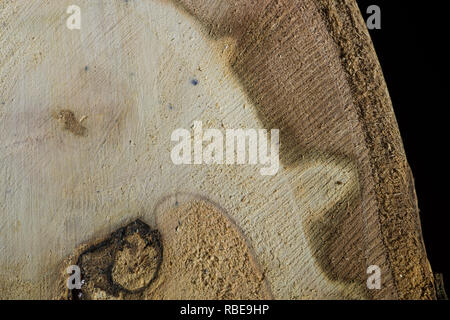 Cut potato ramo del sidro gum mostra legno morto e insolito pattern in anelli annuali in xilema e lignina Foto Stock