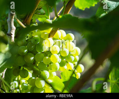 White uve maturano sui tralci in agosto, regione viticola Rheinhessen, Germania Foto Stock