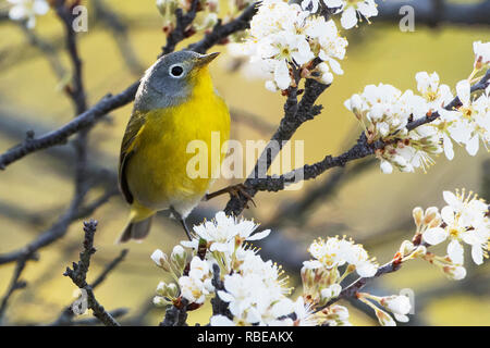 Nashville trillo rovistando in primavera la fioritura spiaggia arbusto di prugne Foto Stock