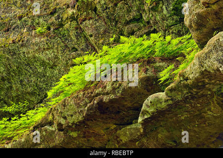 Il Legno di felci che cresce su roccia arenaria pareti in conceria Creek Canyon, Alger County, vicino Munising, Michigan, Stati Uniti d'America Foto Stock