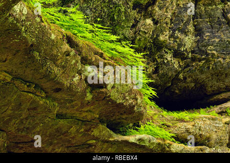 Il Legno di felci che cresce su roccia arenaria pareti in conceria Creek Canyon, Alger County, vicino Munising, Michigan, Stati Uniti d'America Foto Stock