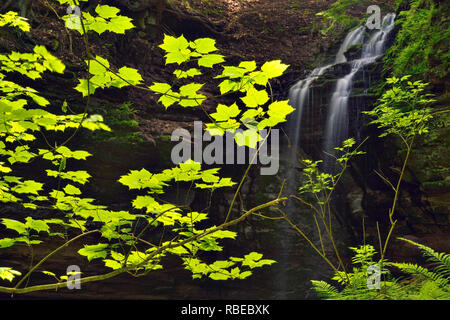 La conceria cade e foglie di acero, Alger County, vicino Munising, Michigan, Stati Uniti d'America Foto Stock