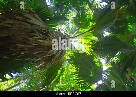 Il dado e la struttura ad albero di coco de mer, una rara specie di palme nativa per l'arcipelago delle Seychelles nell'Oceano Indiano. Foto Stock