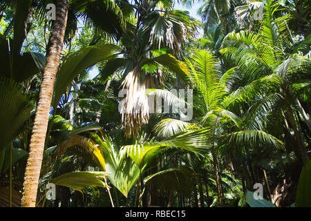 Il dado e la struttura ad albero di coco de mer, una rara specie di palme nativa per l'arcipelago delle Seychelles nell'Oceano Indiano. Foto Stock