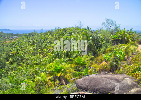 Il dado e la struttura ad albero di coco de mer, una rara specie di palme nativa per l'arcipelago delle Seychelles nell'Oceano Indiano. Foto Stock