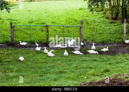 Le anatre domestiche di mangiare nel cortile. Ambiente di villaggio con le anatre di bianco sull'erba verde a mangiare cibo Foto Stock