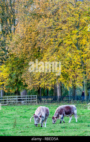 Inglese Longhorn bovini sulla Chiesa di Cristo Prato, Oxford. Foto Stock