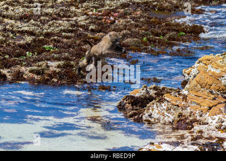 Serie di colpi mostrando un babbuino del capo di saltare attraverso un tratto di mare sulla spiaggia, Cape Peninsula, Sud Africa Foto Stock