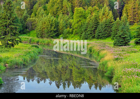 Joe-pye-erbaccia colonie fioritura sulle rive del torrente di giunzione nella tarda estate, maggiore Sudbury, Ontario, Canada Foto Stock