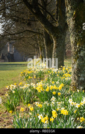 Linea di daffodils la passeggiata larga in primavera al Castello Fraser in Aberdeenshire Foto Stock