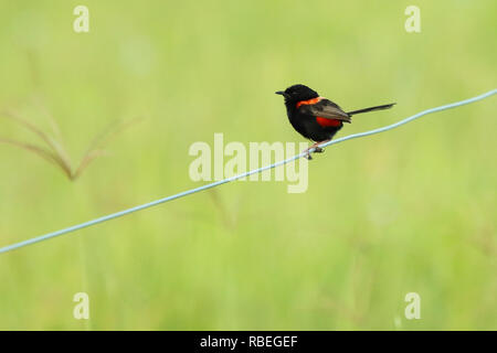 Un maschio rosso-backed Fairywren arroccato su un filo nell'outback. Foto Stock