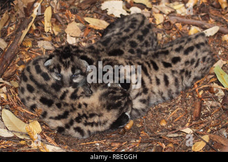 Un trio di 2 settimane di età cuccioli di puma coccole nella loro den. Foto Stock