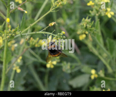 Regno Unito Bombus terrestis sul mare impianto di rafano per raccogliere il polline con grani di polline visibile sul corpo. Foto Stock