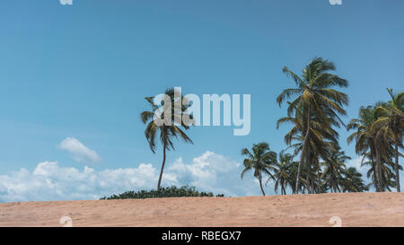 Le palme sulla spiaggia di Ouidah. Dipartimento di Atlantique, Benin, Africa occidentale. Foto Stock