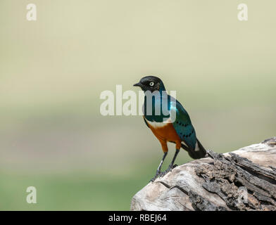 Superba starling, Lamprotornis superbus, il Masai Mara, Kenya, Africa Foto Stock