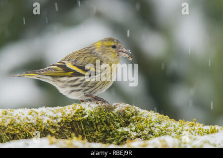 Eurasian lucherino, Spinus spinus Foto Stock