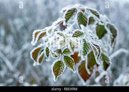 Foglie verdi ricoperta di brina e ghiaccio Foto Stock