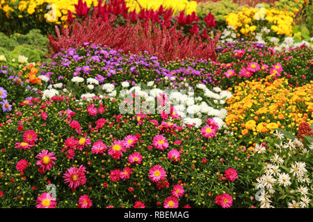 Aiuola con multi colorati fiori autunnali, full frame Foto Stock