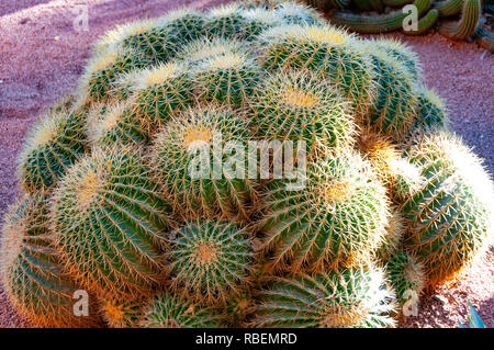 Echinocactus grusonii nel Giardino Majorelle progettato da Jacques Majorelle e restaurato da Yves Saint Laurent a Marrakech, Marocco. Foto Stock