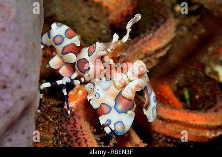 Harlekingarnele, gambero arlecchino, Hymenocera elegans, Tulamben, Bali, Indonesia, Indonesien Foto Stock