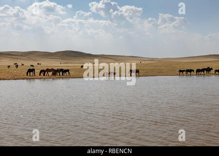 Cavalli e mucche pascolano nei pressi di un laghetto, Mongolia interna Foto Stock