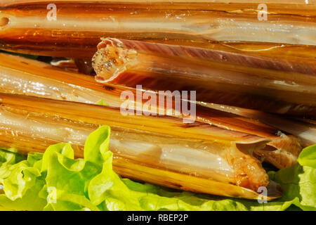 Una pila di prodotti freschi cannolicchi anche chiamato rasoio scanalato guscio o solen marginatus su un letto di foglie verdi di insalata , una bella sottile e fragile shel Foto Stock