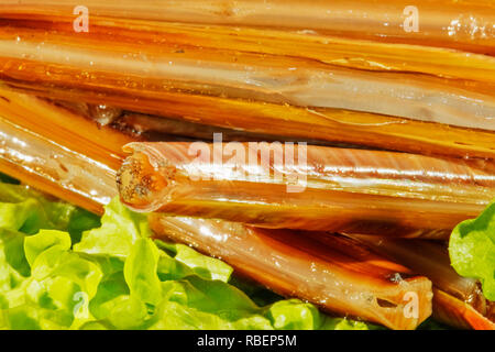Una pila di prodotti freschi cannolicchi anche chiamato rasoio scanalato guscio o solen marginatus su un letto di foglie verdi di insalata , una bella conchiglia sottile e brit Foto Stock