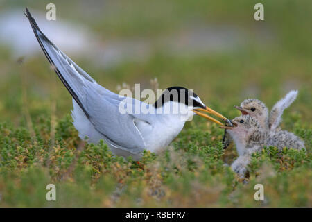 Fraticello (Sternula albifrons / Sterna albifrons) Alimentazione di pesci di pulcini nelle dune in tarda primavera / estate Foto Stock